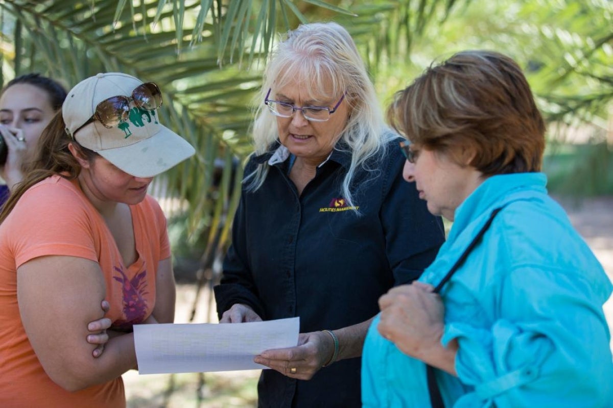 Volunteers help harvest dates at the Polytechnic campus.