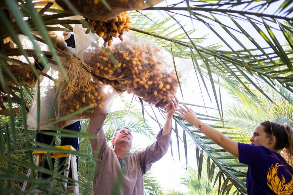 Volunteers harvest dates.