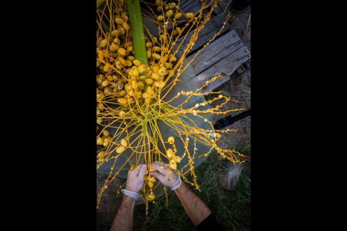 A volunteer picks through unripened dates at the Polytechnic campus.