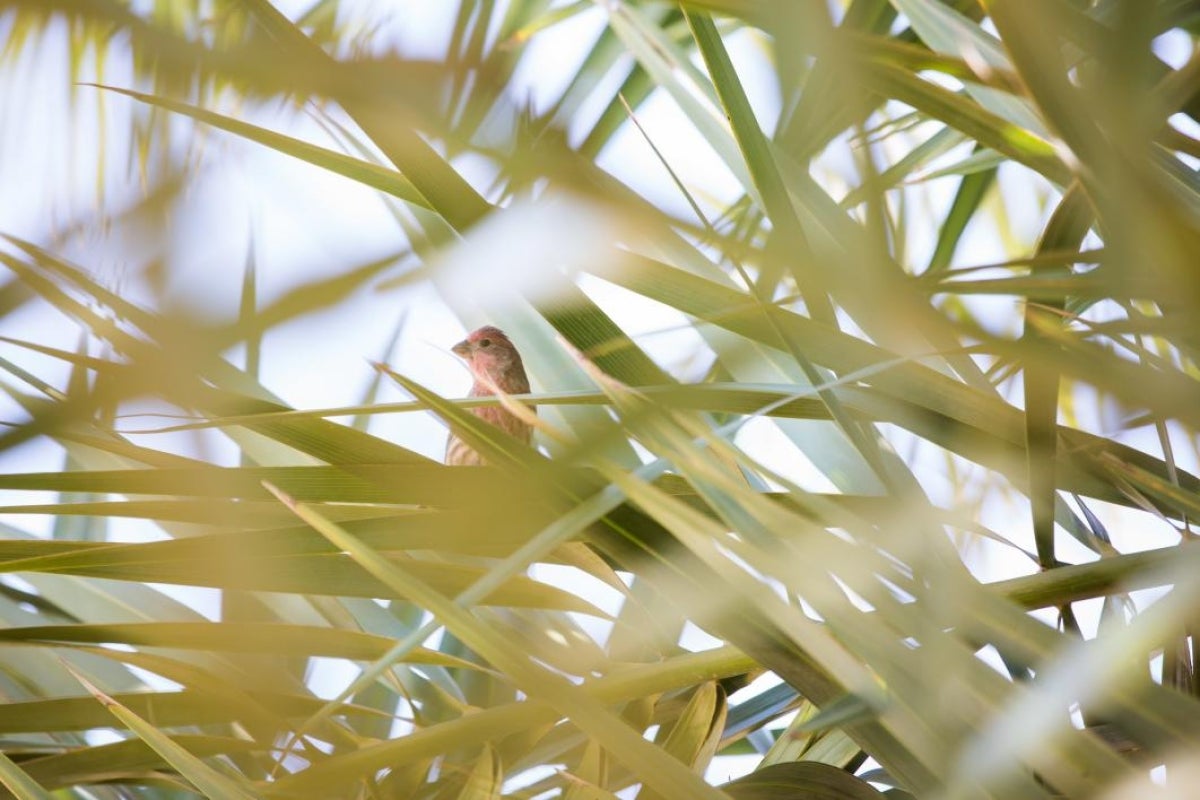 A bird watches the date harvest on the Polytechnic campus