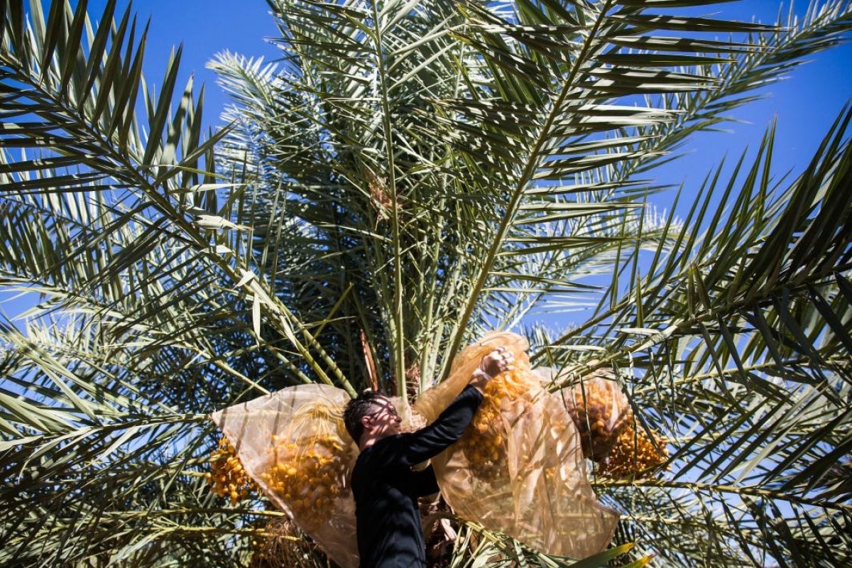 A volunteer harvests dates on the Polytechnic campus