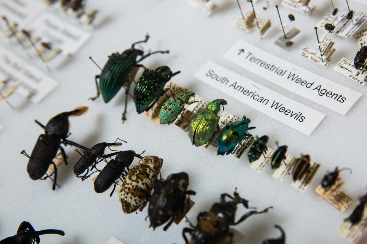 Weevils in a case