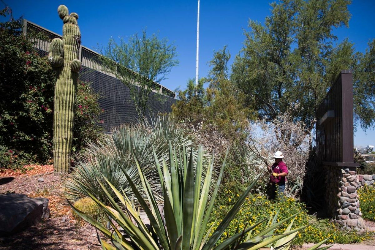 man maintaining Tempe campus grounds