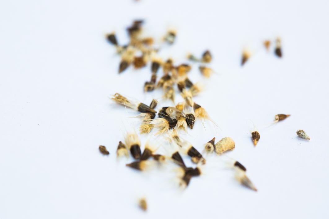 Seeds