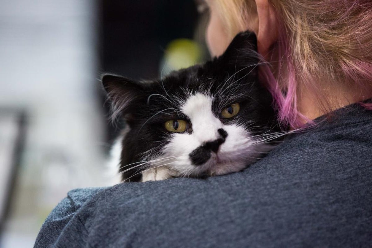 cat resting his head on a woman's shoulder