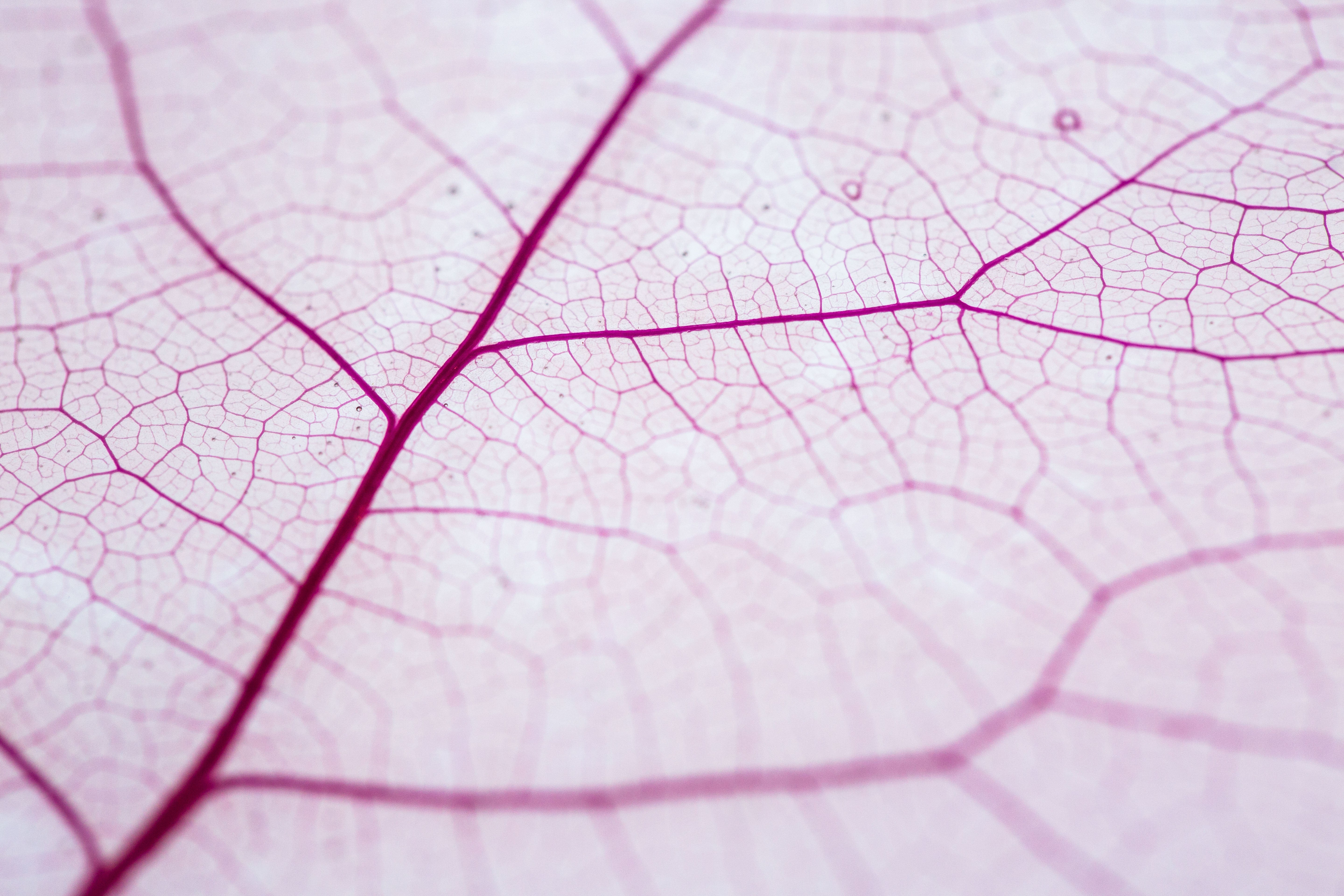 leaf skeleton