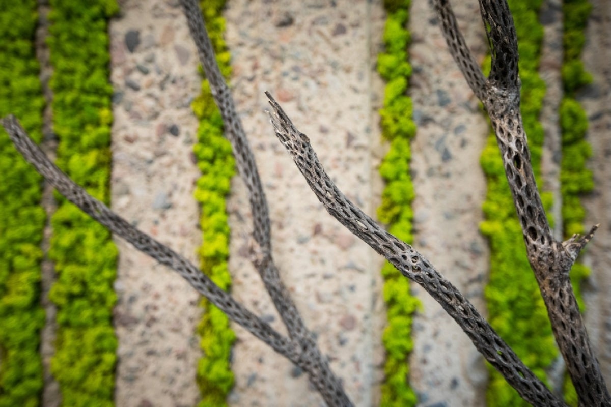 Lichen samples on Biomimicry Center's walls