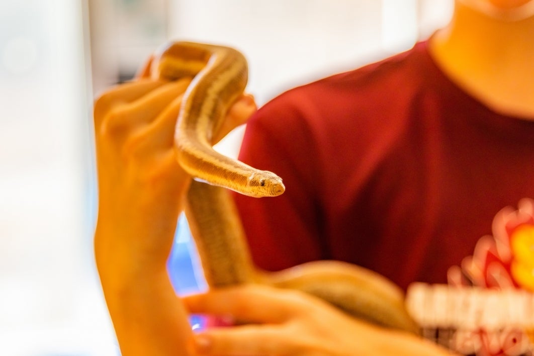 Young man holding a snake