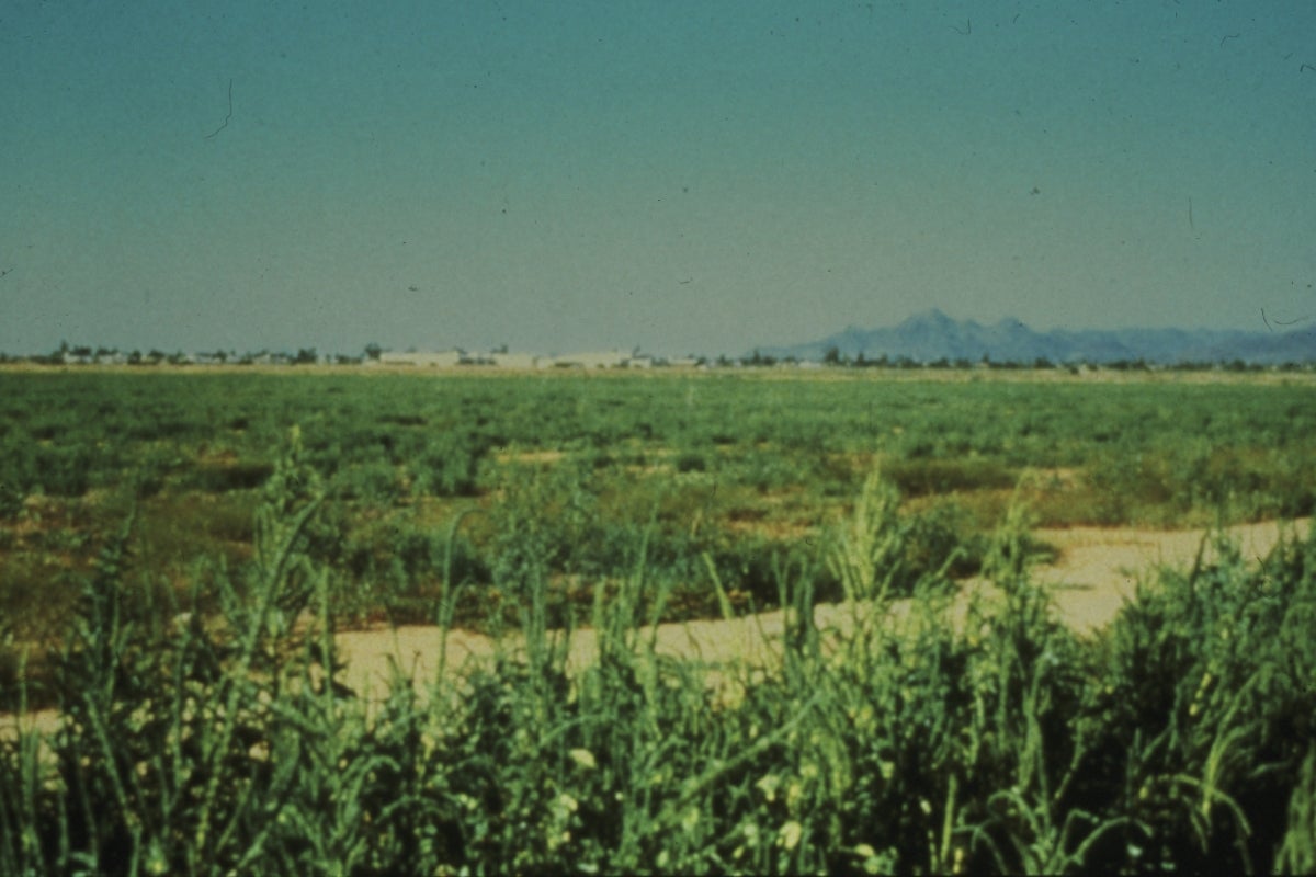 Historical photo of empty plot of land