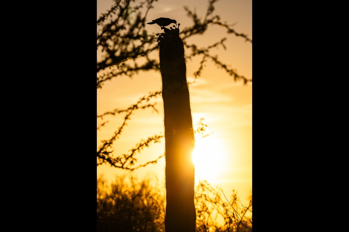 A saguaro is silhouetted against the setting sun, with a bird sitting on top of the cactus