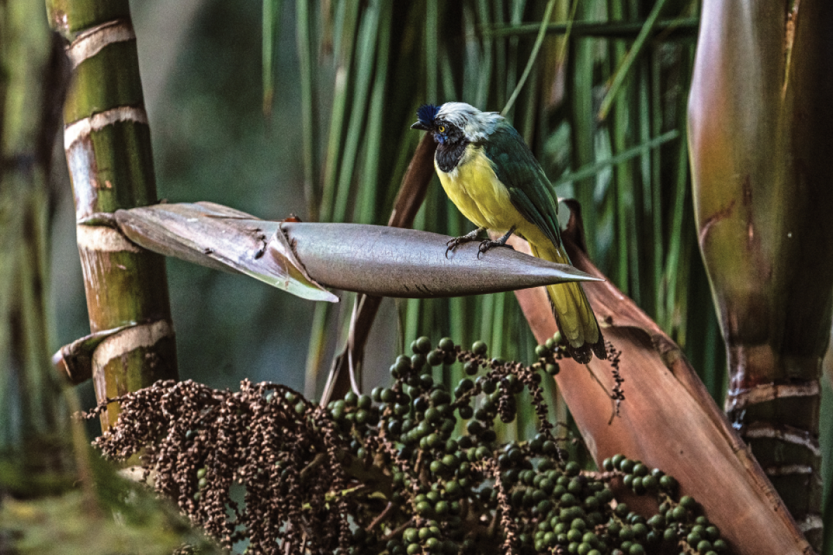 A bird sitting on a plant in the rainforest of Colombia