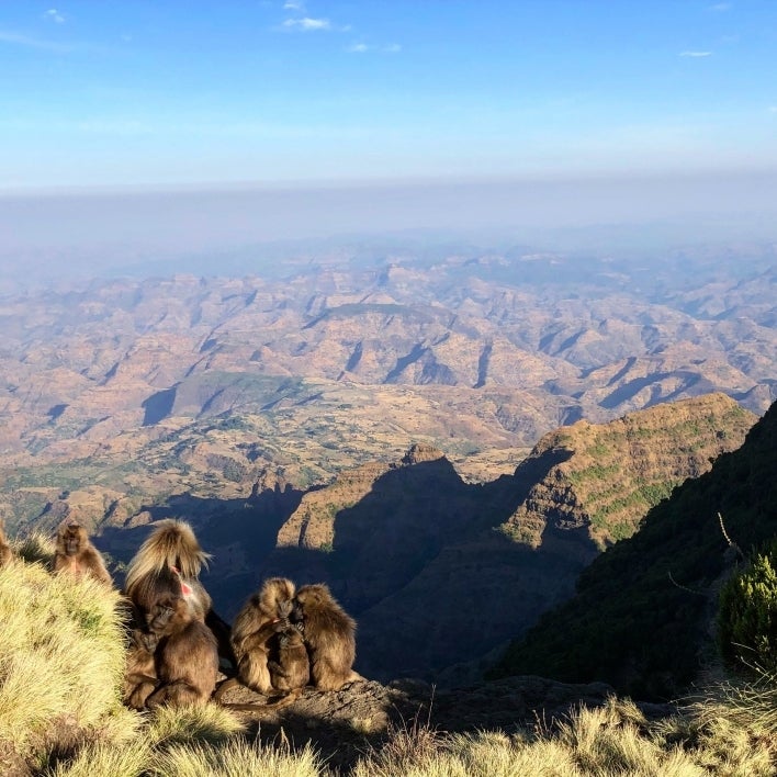 Geladas looking over the escarpment edge in the Simien Mountains National Park.