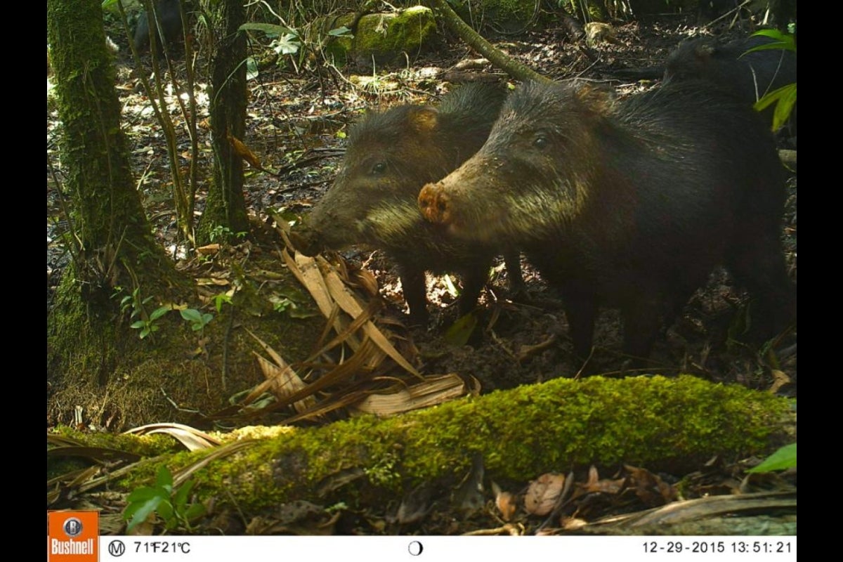 javalina