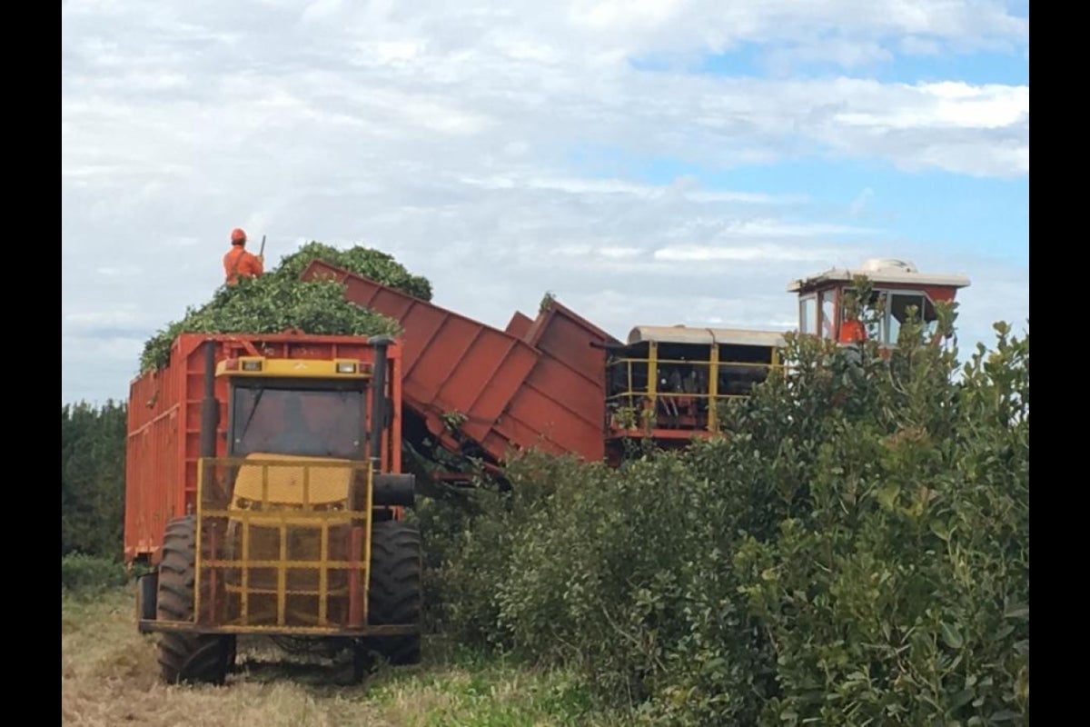 yerba mate harvest