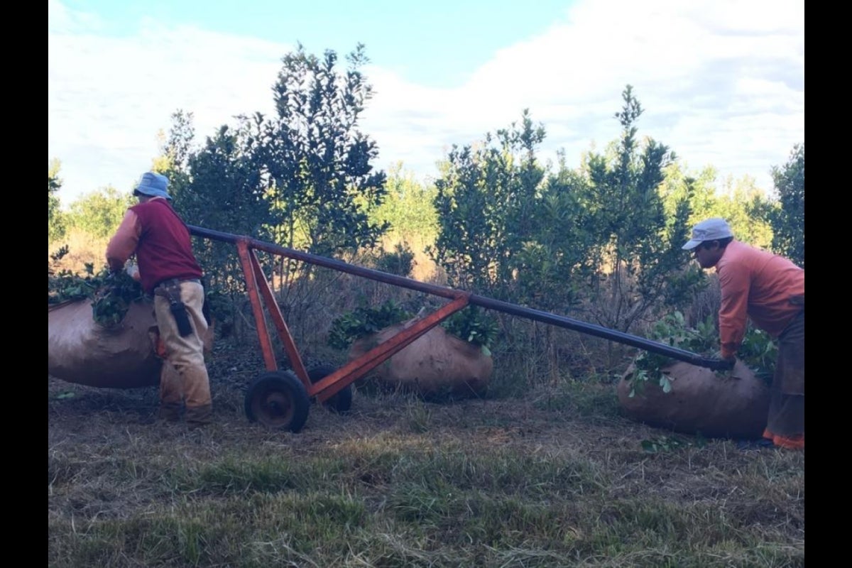 yerba mate harvest