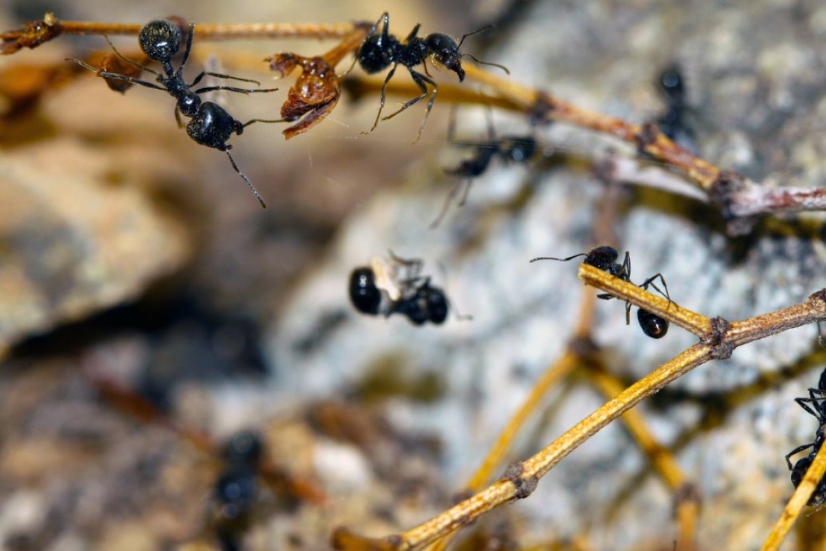 School of Life Sciences social insect research