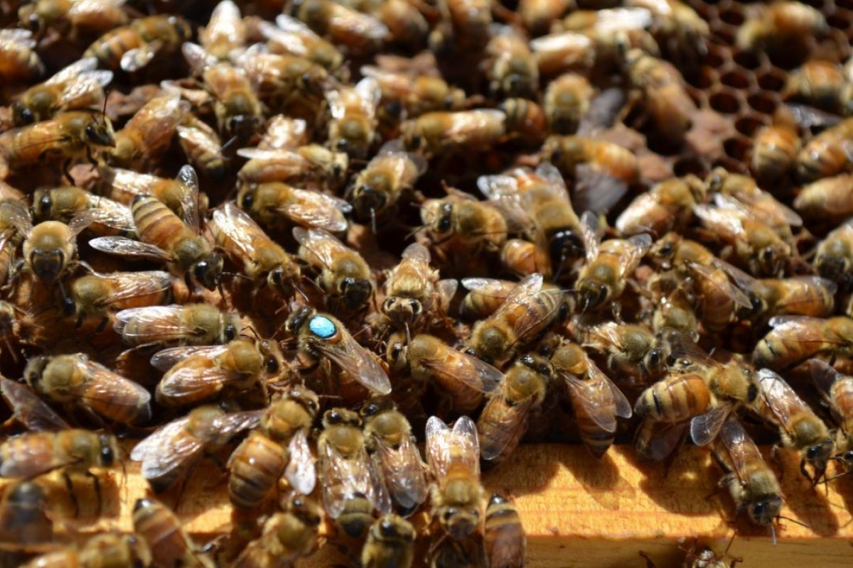 ASU continuing education beekeeping courses