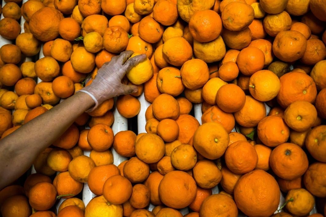 orange harvest