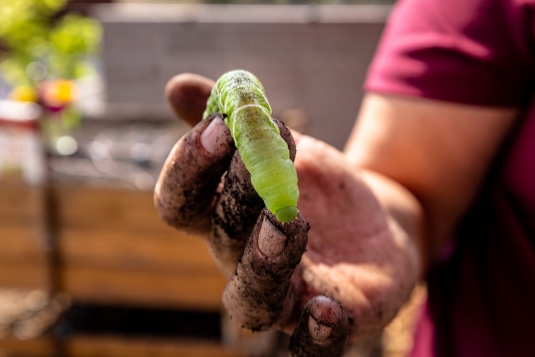 Gardener holding an insect