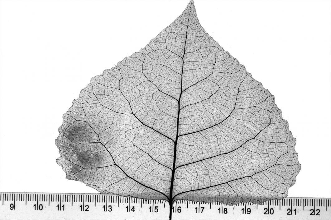 cottonwood leaf