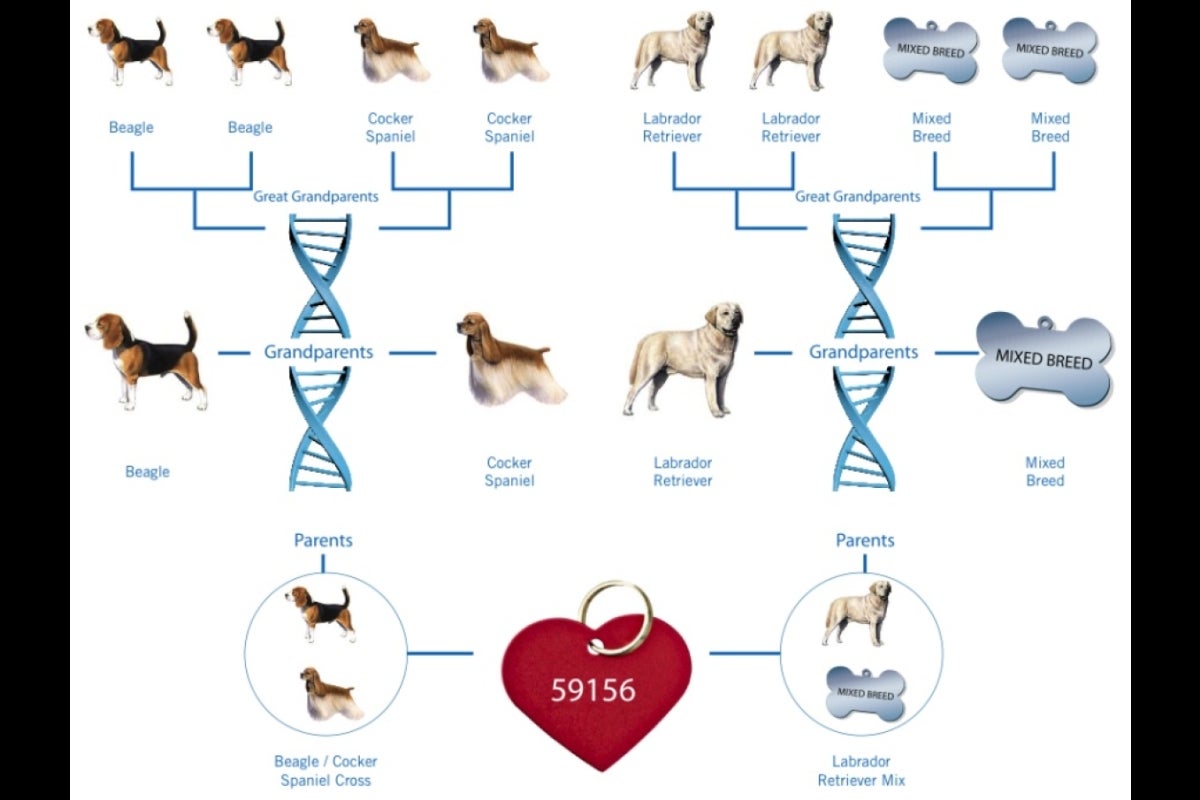 dog dna analysis