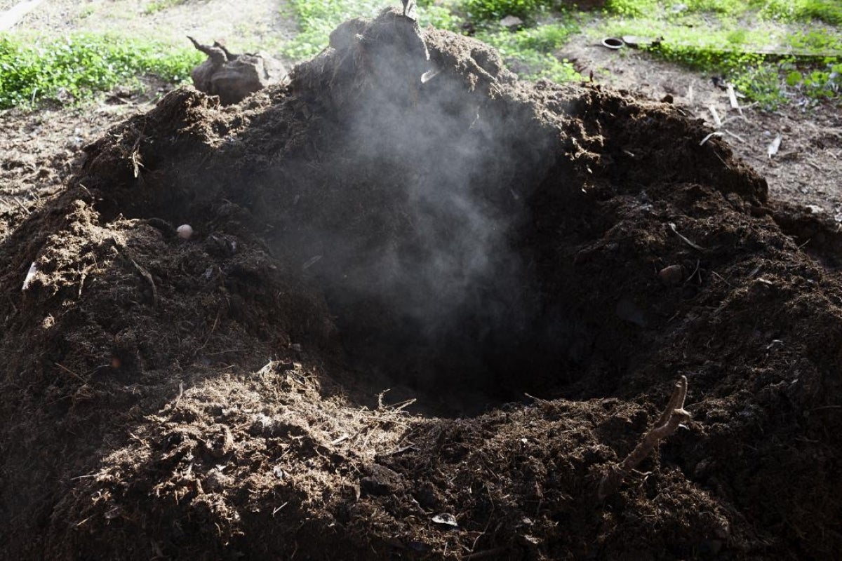 Steaming compost.