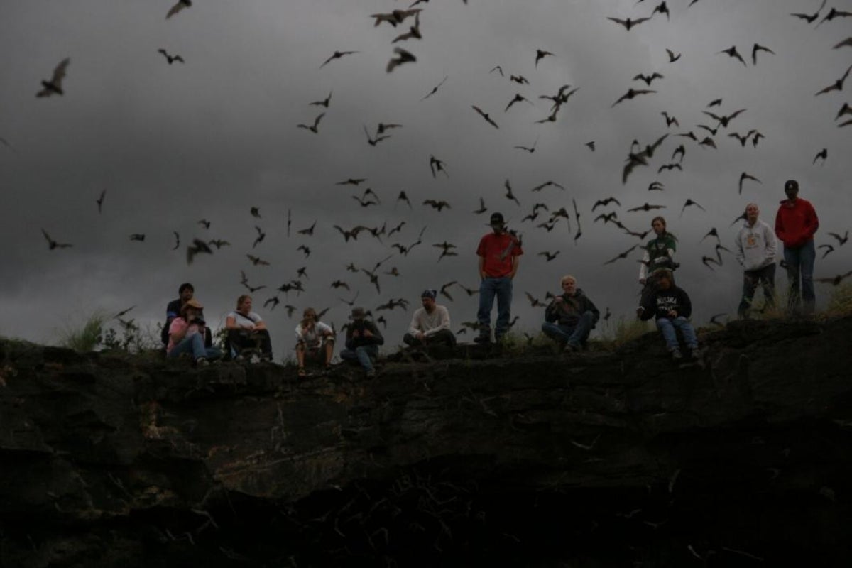 bats emerging from cave at night