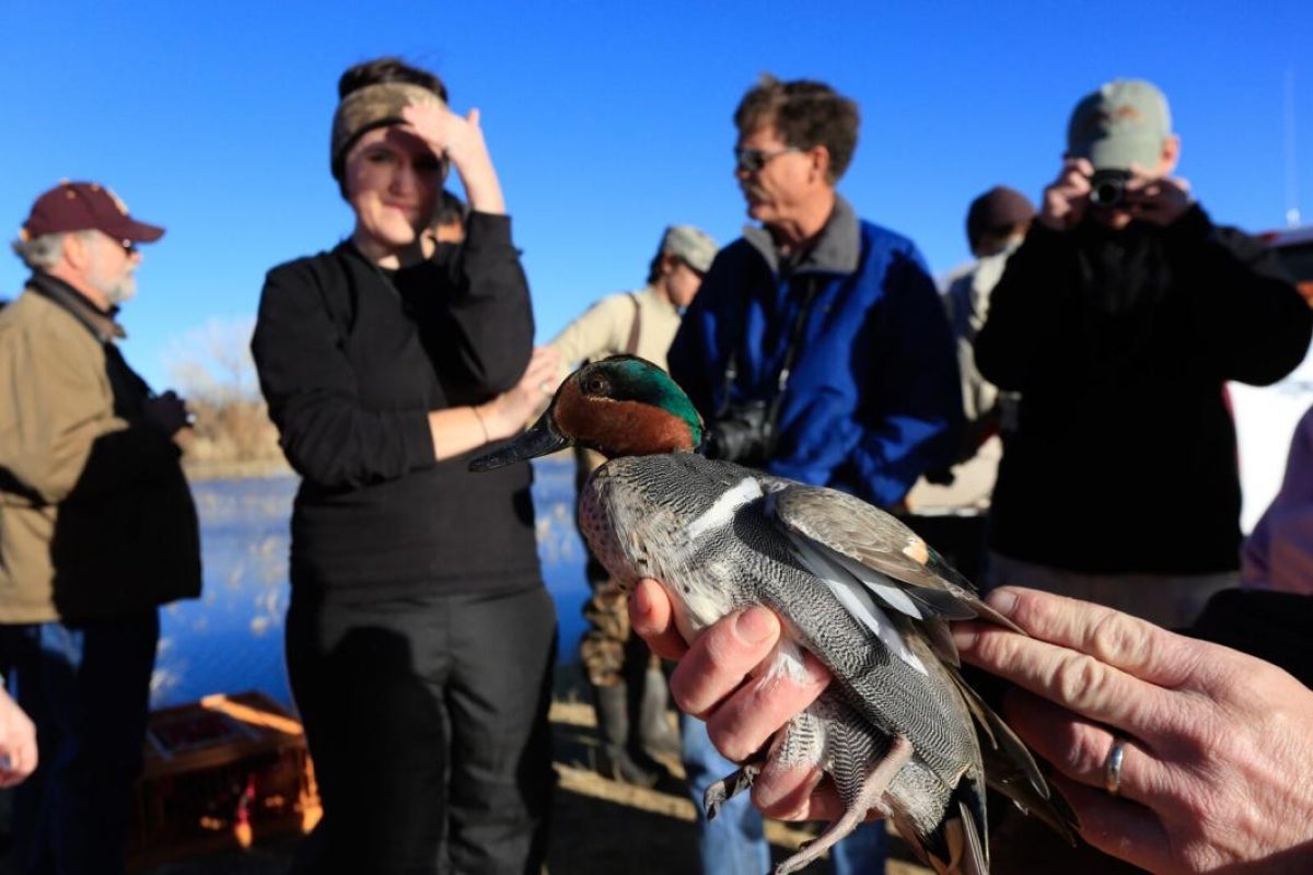 hands holding duck, people in background