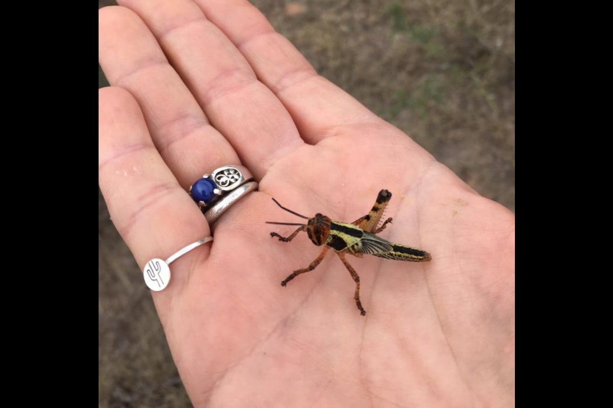 A locust in a palm