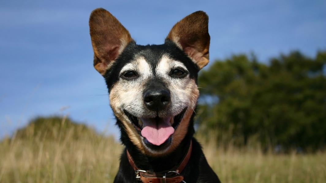 A dog sits in a meadow