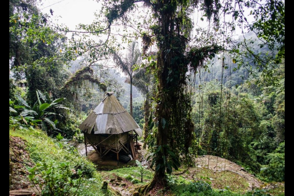 photo of jungle overgrowth at the site