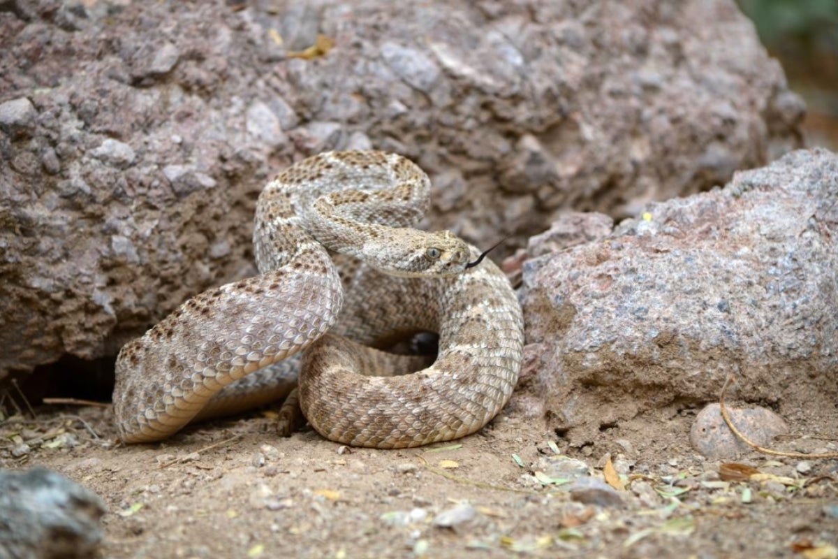 Western diamondback rattlesnake