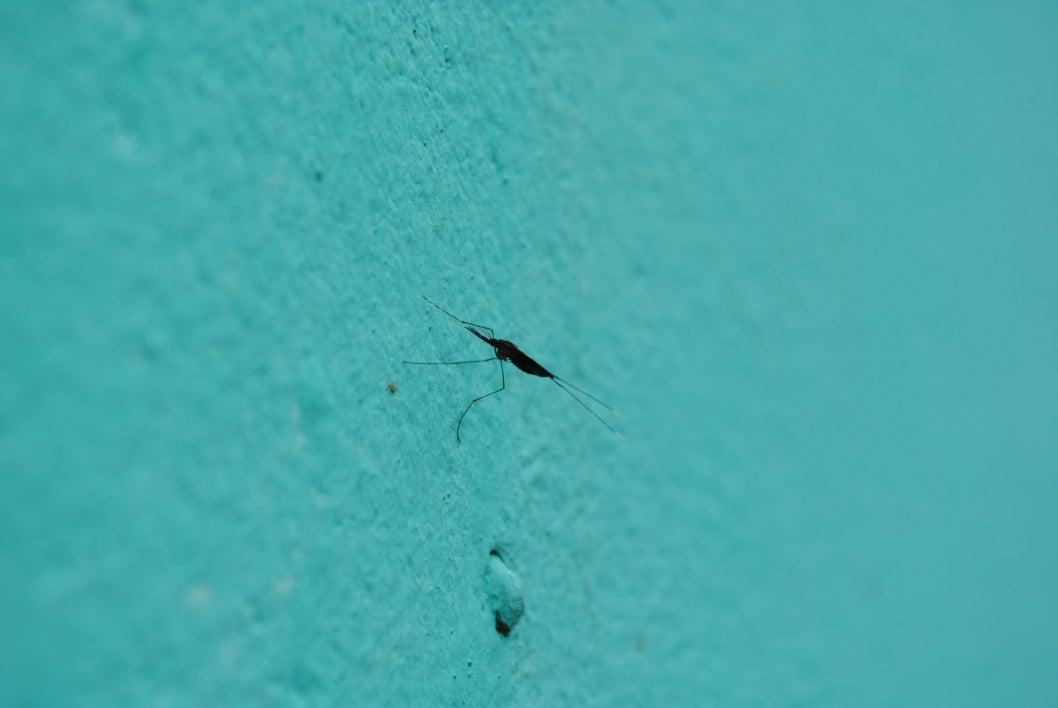 A malaria mosquito resting on an insecticide-treated wall.