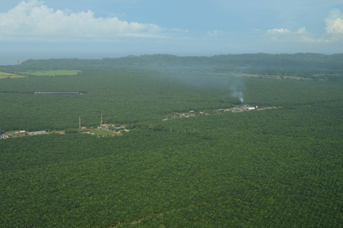 Palm oil plantation