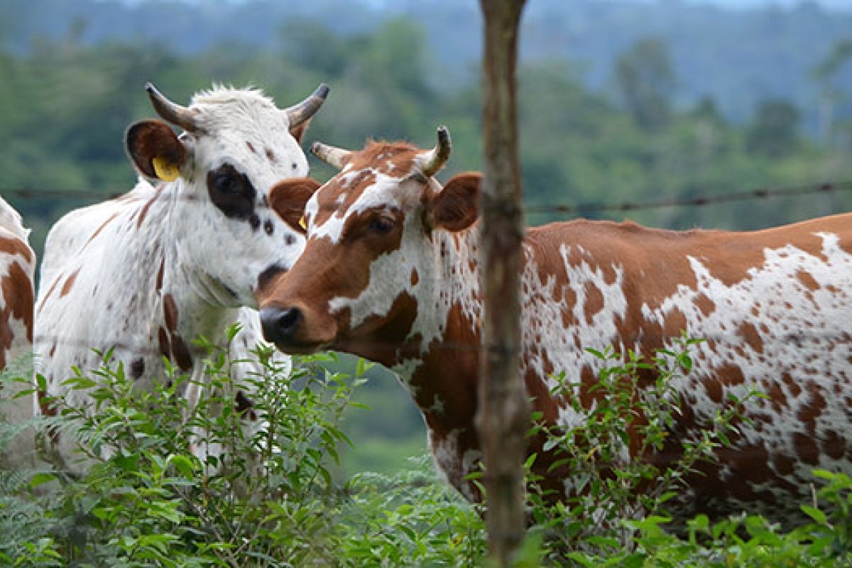 Durham cattle