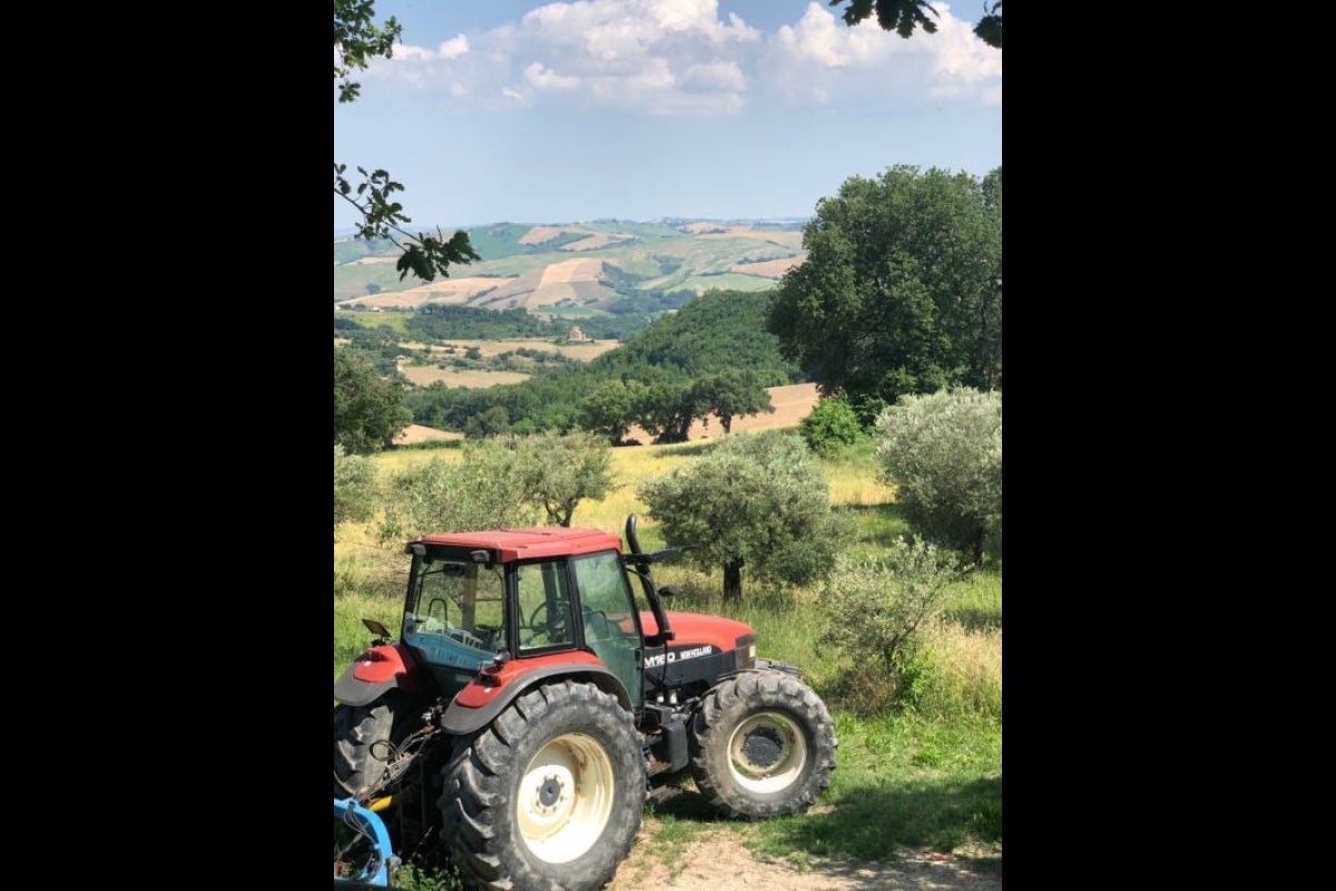 Learning about olive production in Italy