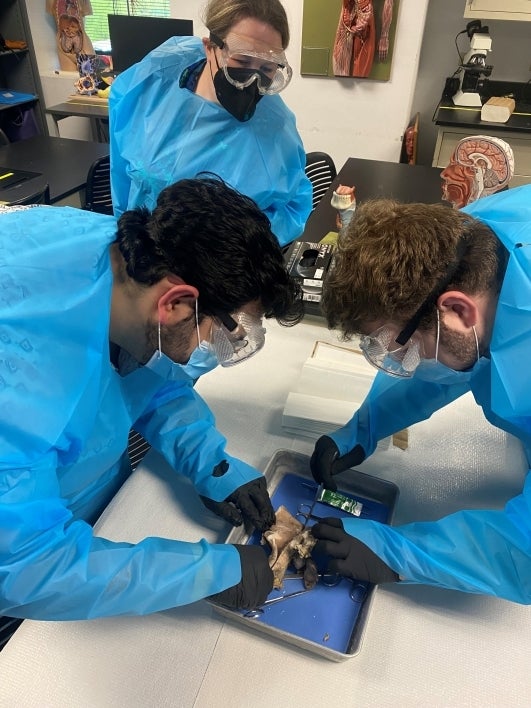 Students in masks and goggles dissect an organ on a tray.