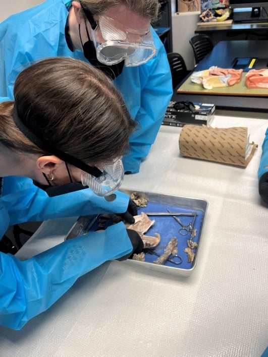 Two people in masks and goggles dissect an organ on a tray.