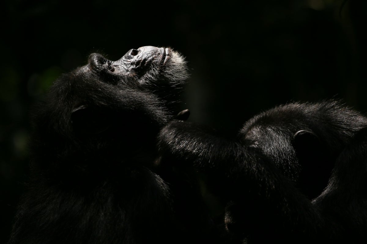 Photo of chimpanzees Garrison and Rollins.