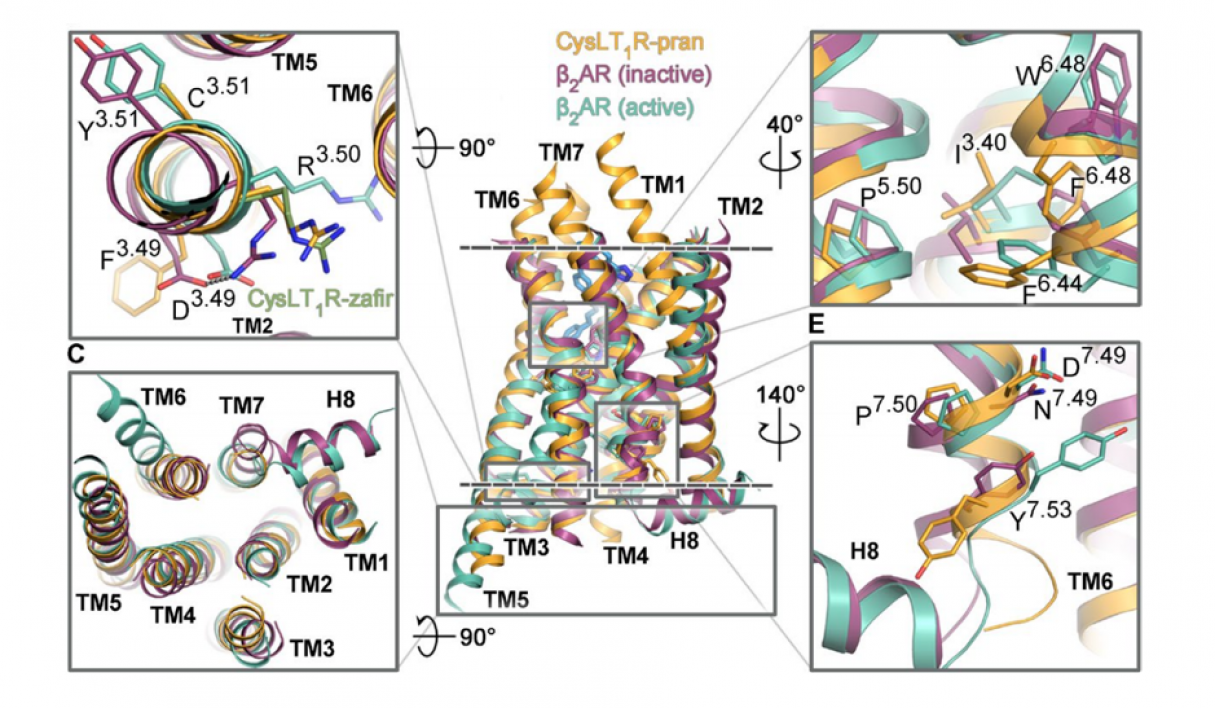 GPCR