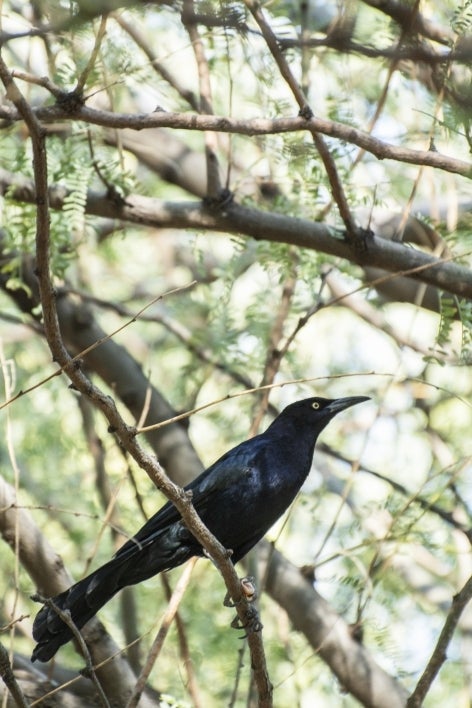 A male grackle sits in a palo verde tree on the Tempe campus. Researchers find the birds and observe their behavior from afar.