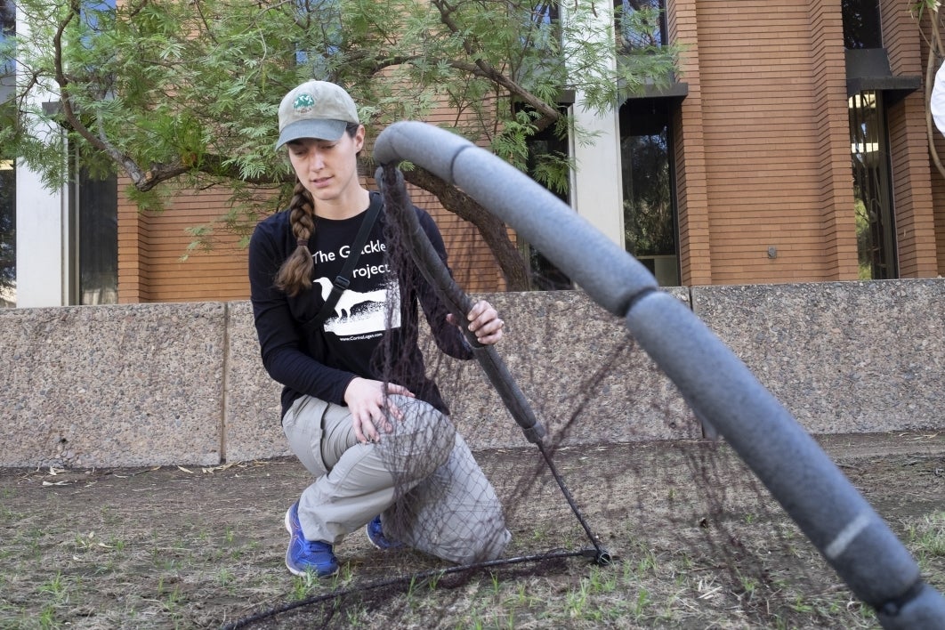 McCune shows a trap used to capture grackles to spend a few months in campus aviaries for observation.