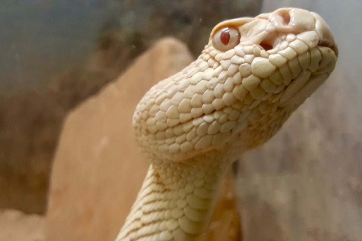 ASU albino rattlesnake Hector