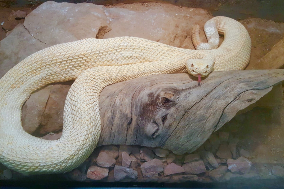 ASU albino rattlesnake Hector