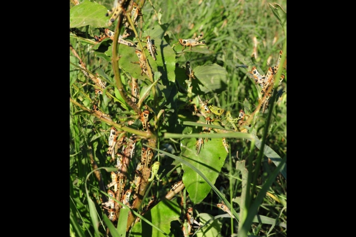 Locusts gathered on a plant