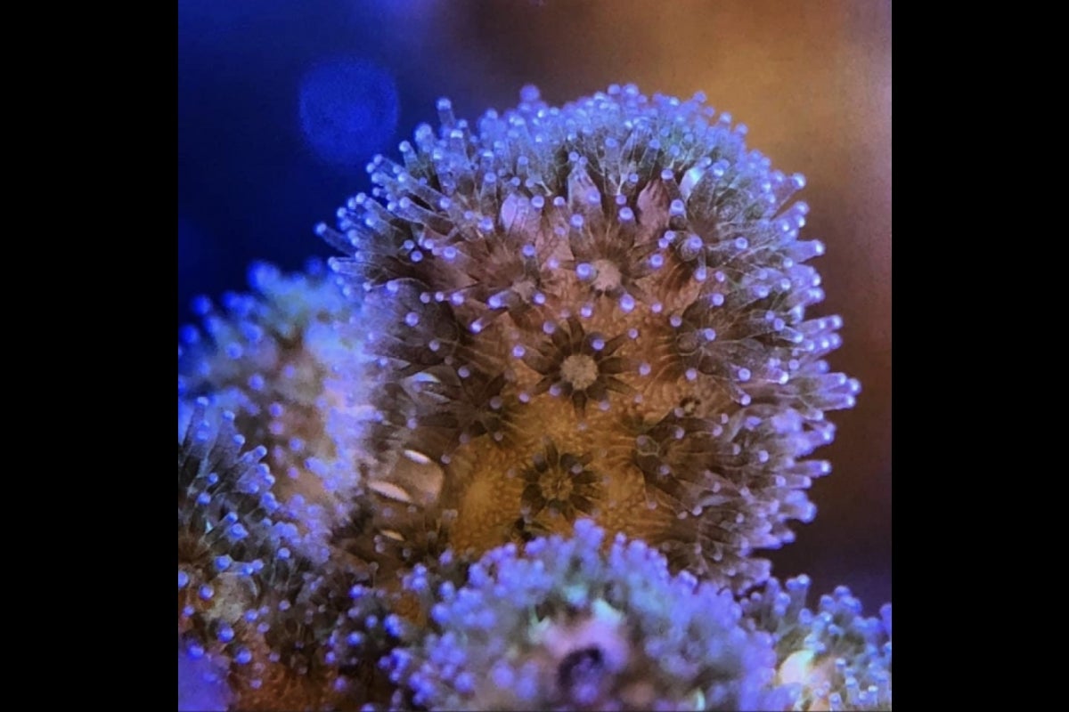 Close-up view of coral under water.