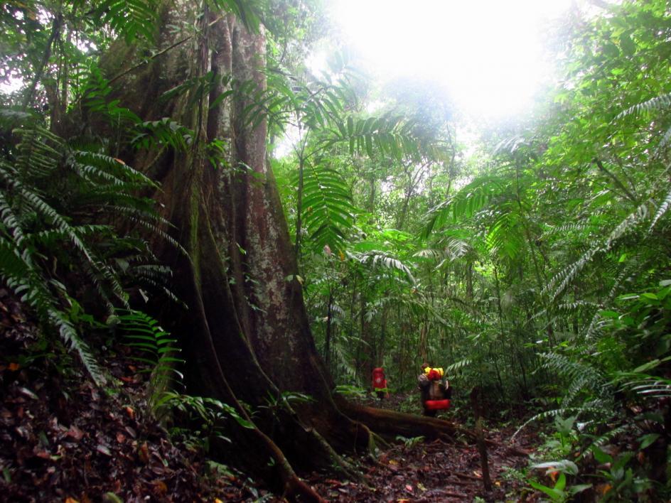 Soberania National Park, Panama