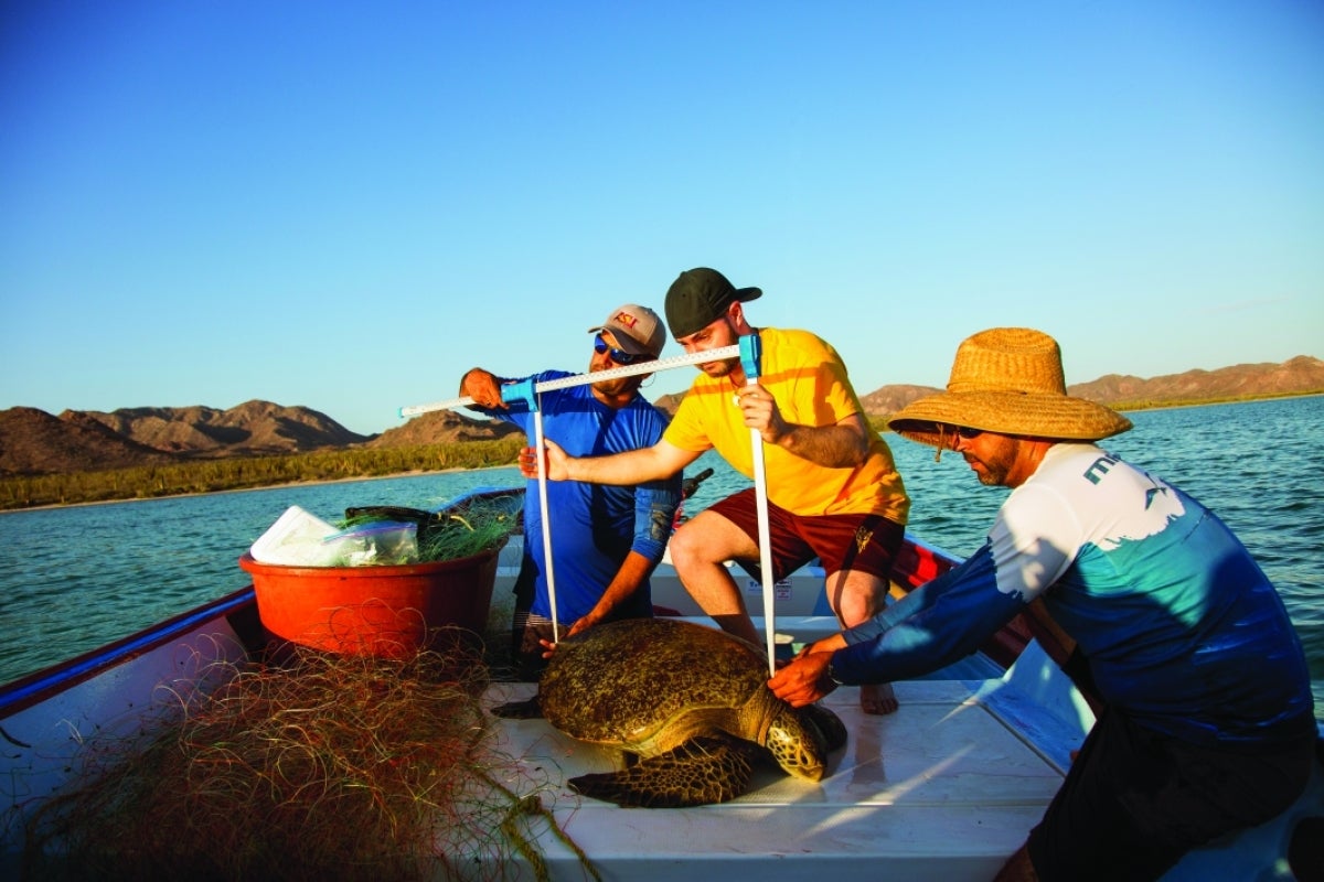 Researchers measure a sea turtle