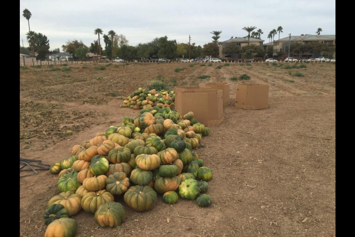 Pumpkins are harvested in a field.