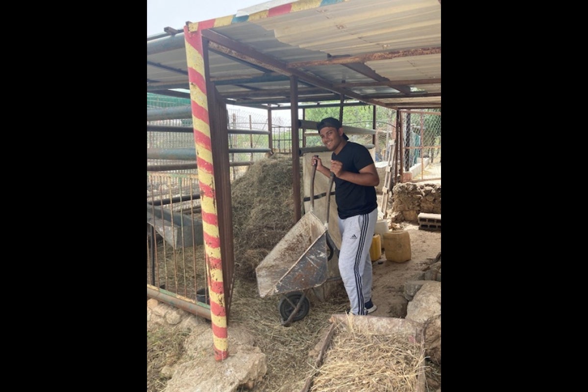 Student moving hay in a wheelbarrow